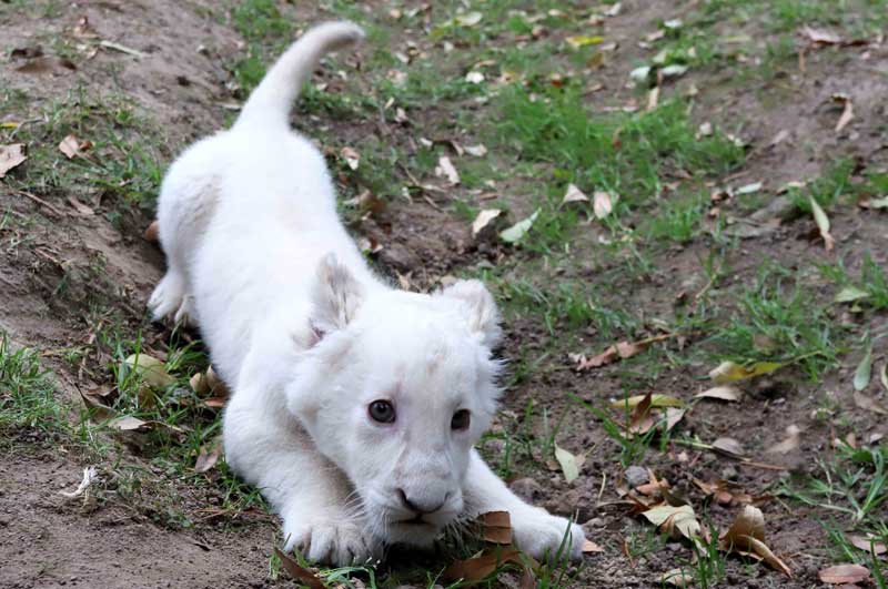 Exhibirá zoológico de Tlaxcala a cachorra de león blanco «nieve» de manera permanente