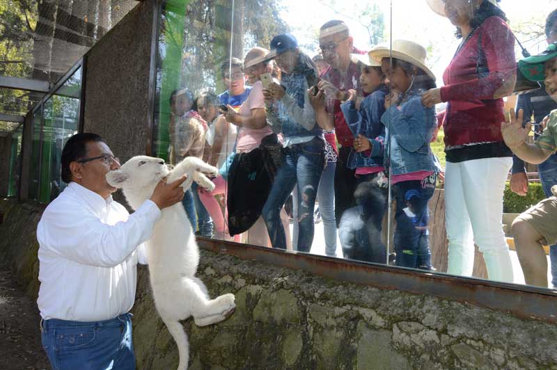 Acuden familias al zoológico de Tlaxcala a conocer a la cachorra de león blanco «nieve»