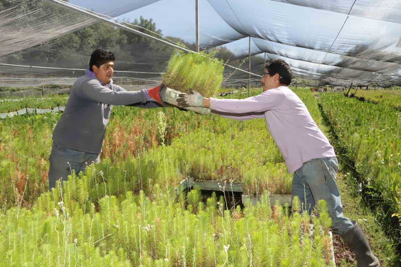 Distribuirá CGE 200 mil árboles para reforestar Zonas Urbanas