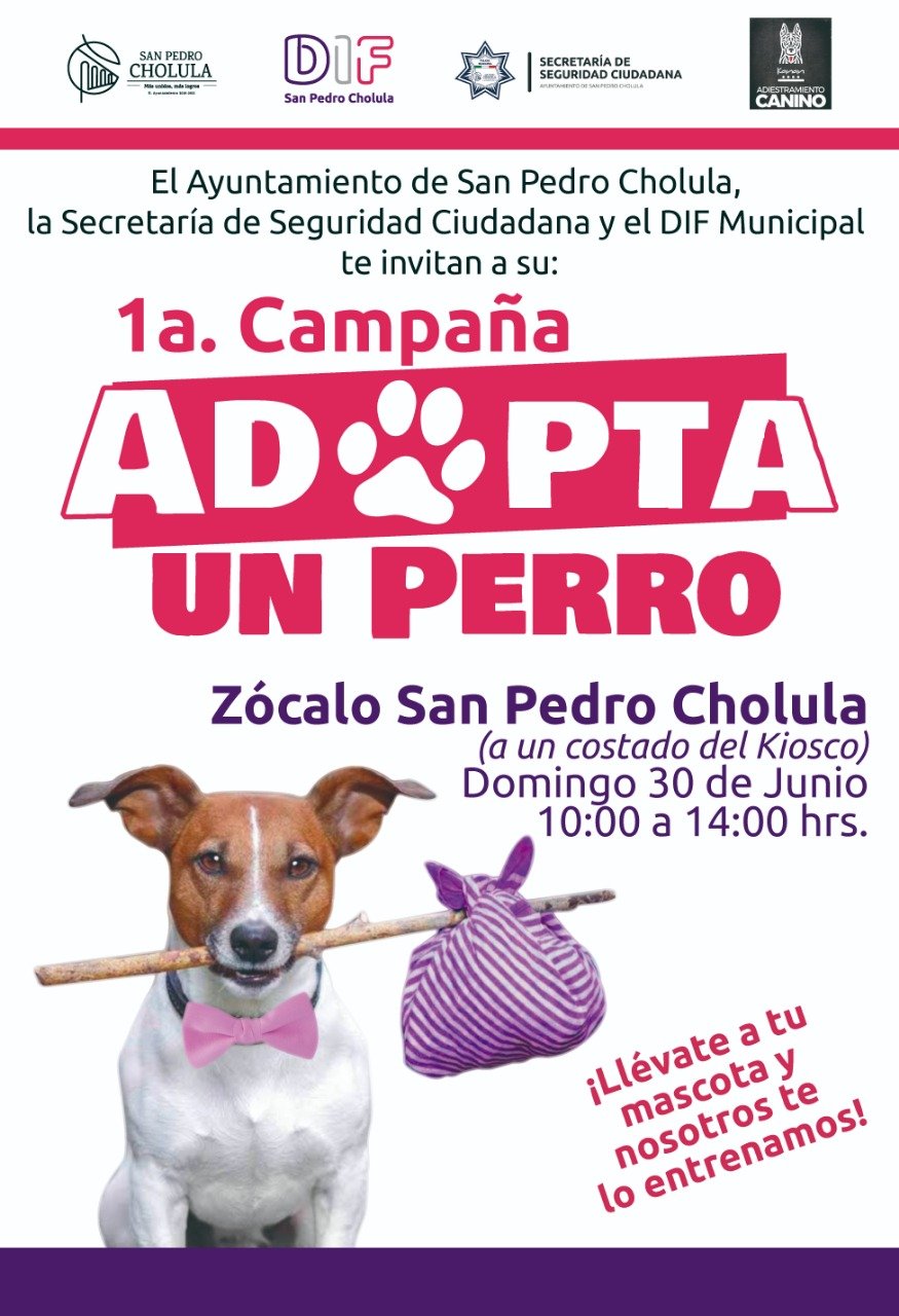 DIF y Secretaría de Seguridad de San Pedro Cholula, ofrecerán en adopción canes callejeros y su entrenamiento