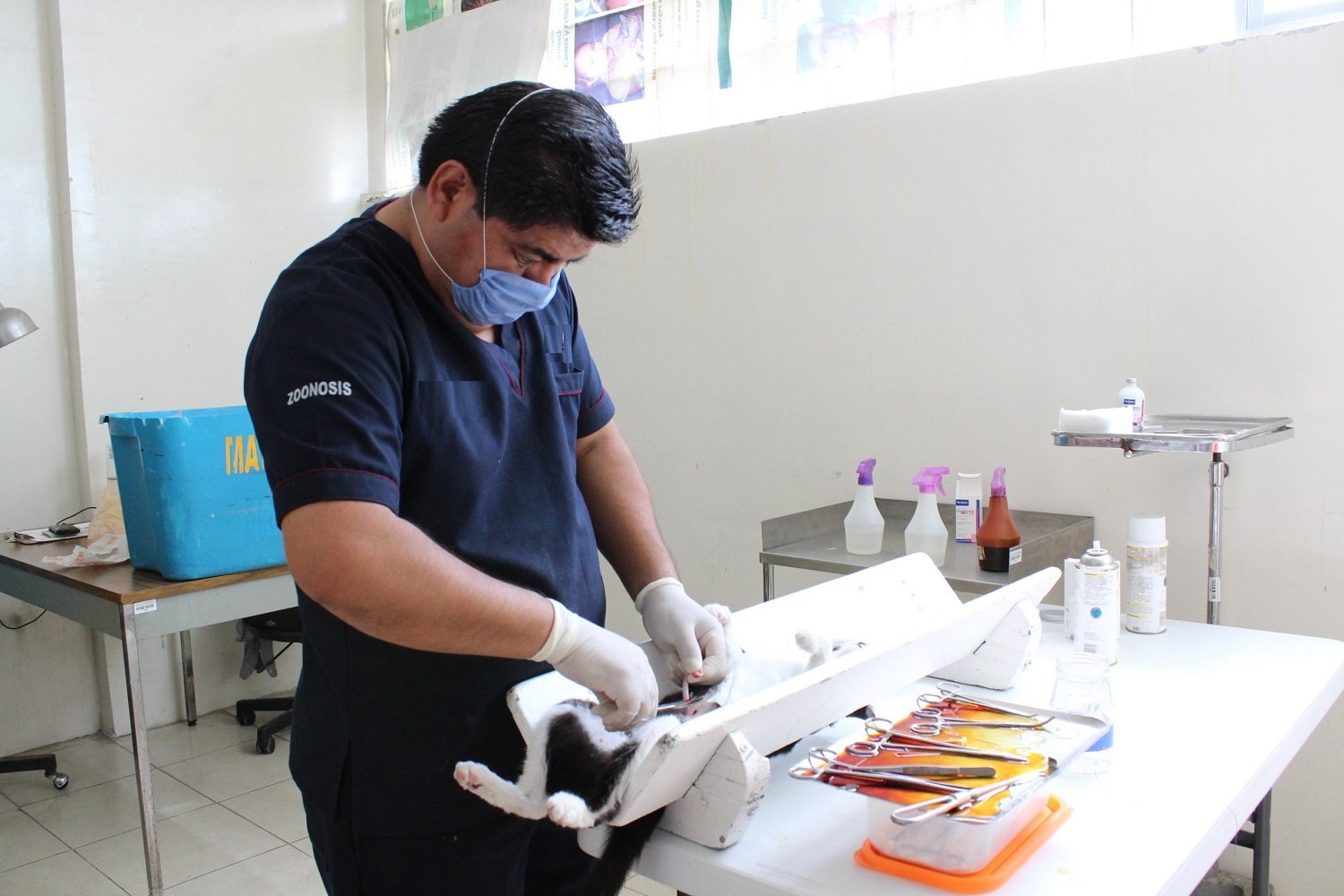 Esteriliza SESA más de 7 mil 200 mascotas con Jornadas Gratuitas