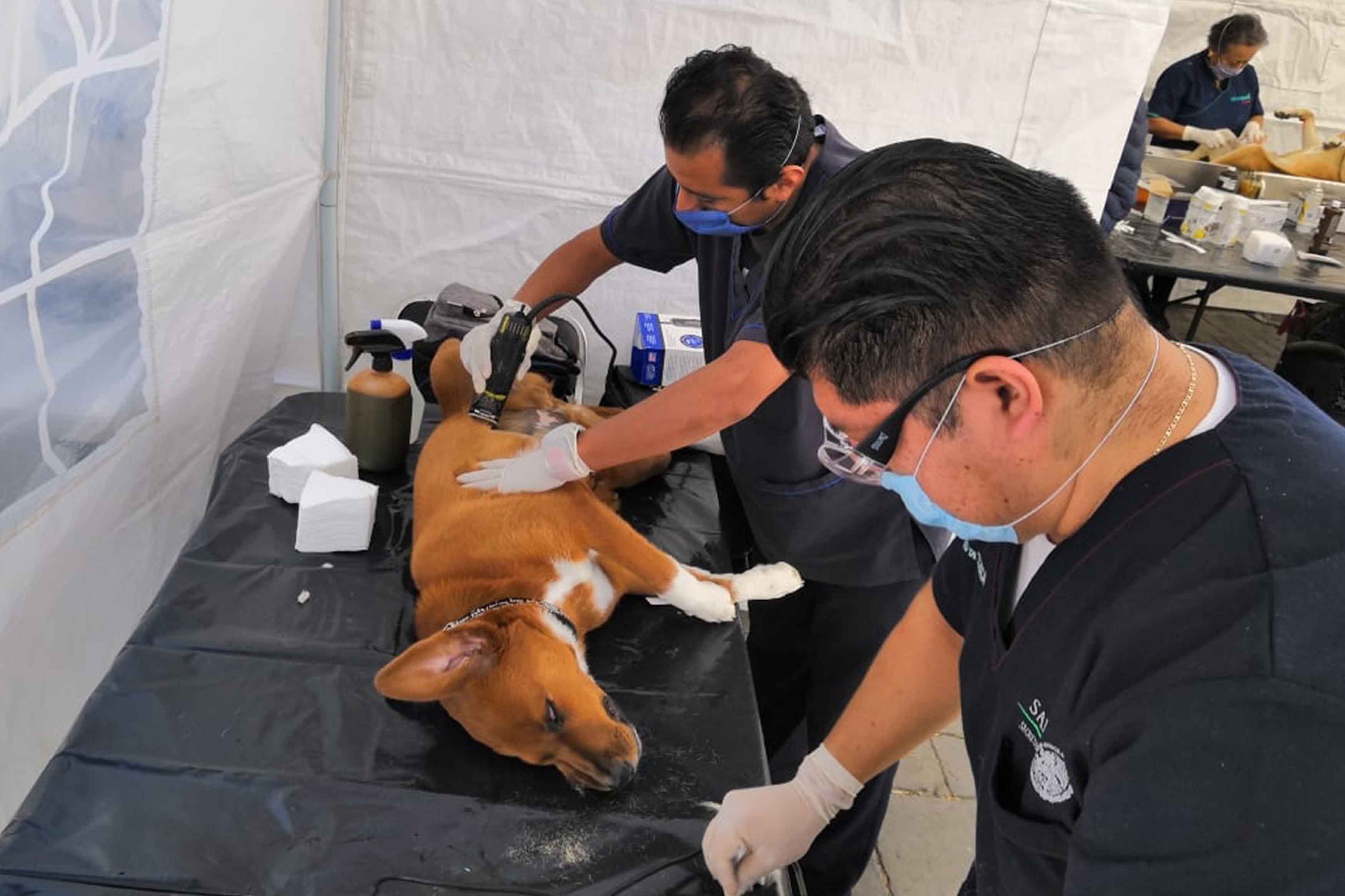Realiza SESA más de 400 cirugías de esterilización en la capital de Tlaxcala