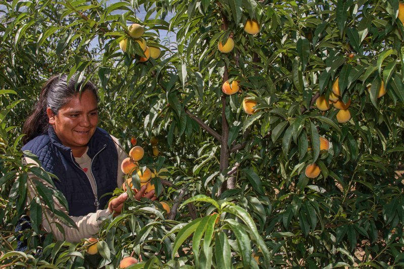 Impulsa SEFOA y SADER proyectos de Desarrollo Territorial para el Campo
