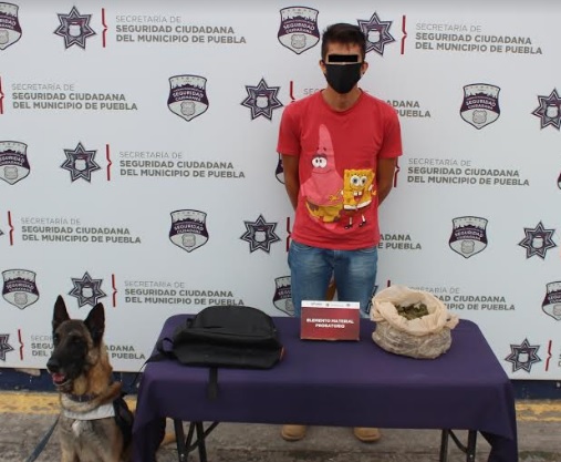 Aseguró Unidad Canina de la Policía Municipal de Puebla más de un kilogramo de posible marihuana; un hombre fue detenido.