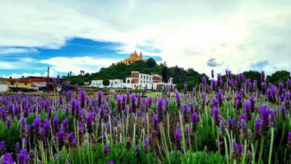 Emiten recomendaciones para evitar efectos graves por alergias en verano: IMSS