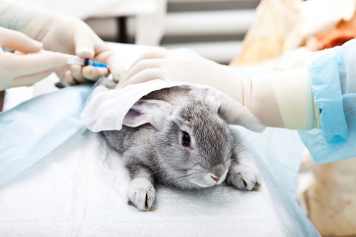 México prohíbe la experimentación en animales para productos cosméticos
