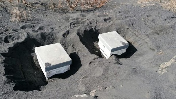 Miles de abejas fueron rescatadas tras 50 días bajo los escombros del volcán de la Palma