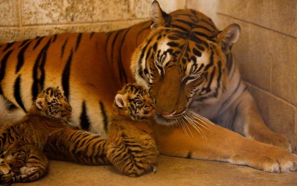 Nacen cuatro tigres de bengala en zoológico de Ciudad Juárez