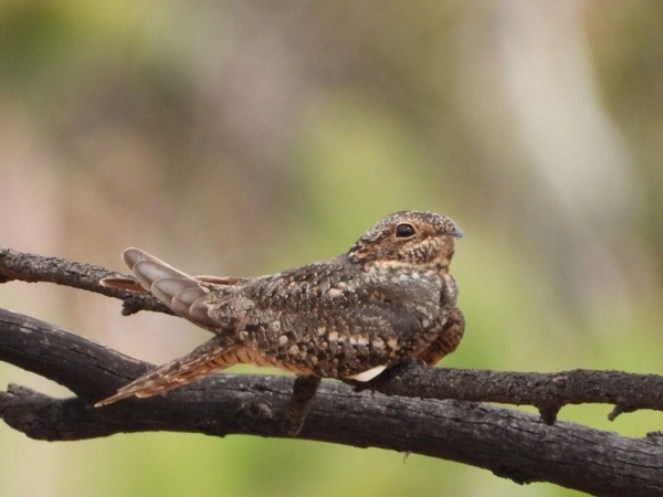 Gobierno estatal protege 859 hectáreas más en ‘Flor del Bosque’