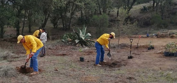 Impulsan siembra de 9 millones de árboles para combatir deforestación en Puebla