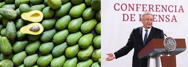 El aguacate mexicano no es del narcotráfico, asegura López Obrador