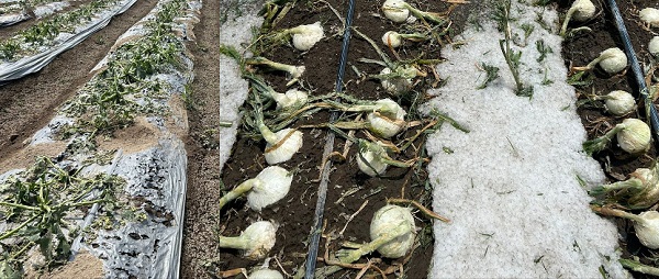 Gobierno de Puebla apoya a productores afectados por lluvias