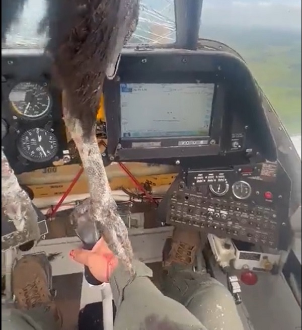 Un ave enorme impacta y queda incrustada en una avioneta en pleno vuelo