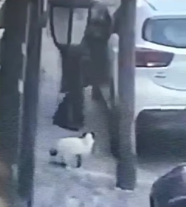 Matan a un gato de un disparo en Tlalnepantla