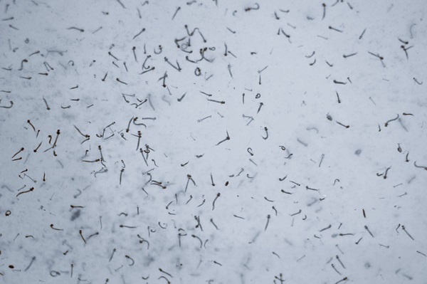 Con casos de dengue, 63 municipios de Puebla: Salud