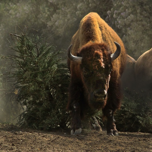 Recicla tu árbol de Navidad y cuida el ambiente