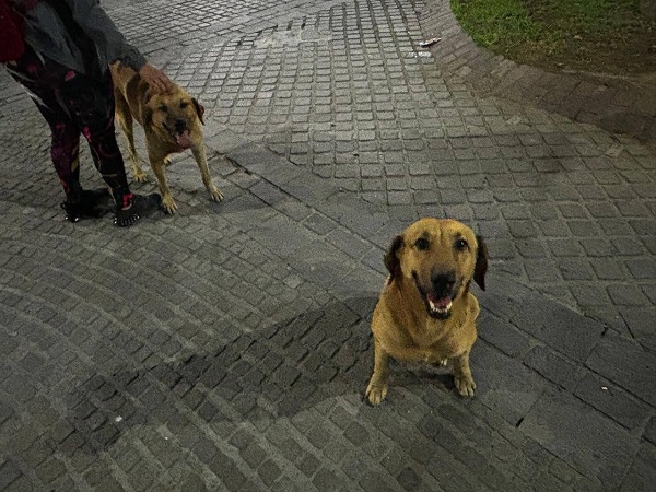 Rescatan y dan en adopción a dos perros callejeros