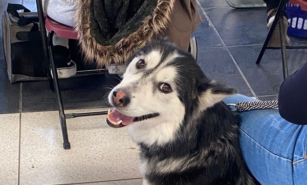 Ayuntamiento aplica vacuna y esteriliza gratis a mascotas