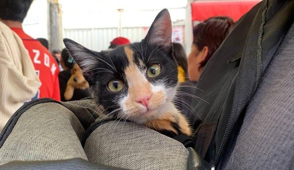 Llevan jornadas de bienestar animal a colonias de la ciudad