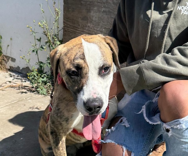 Impulsa Gobierno de la Ciduad el cuidado de mascotas