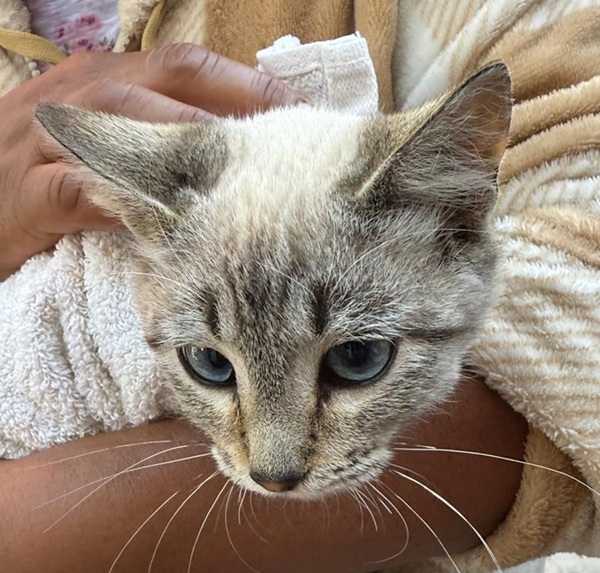 Gobierno de la Ciudad fortalece acciones de cuidado animal