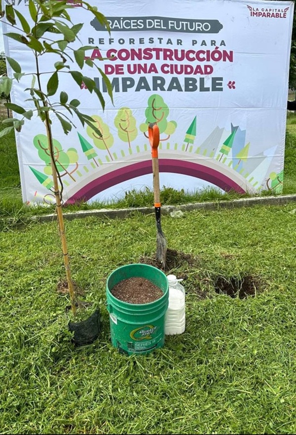 Puebla capital plantará 100 mil árboles para 2026
