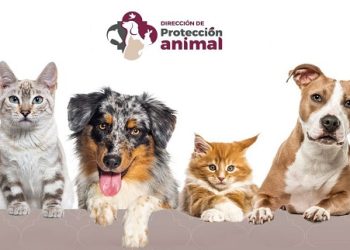 Realiza Ayuntamiento jornadas de adopción animal