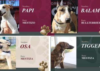 Promueve Puebla capital adopción responsable de perros