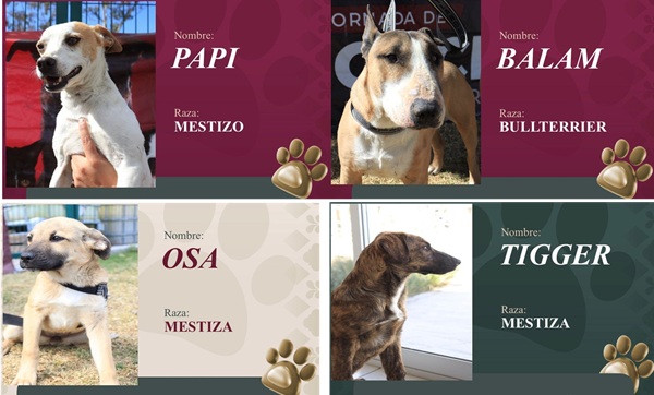 Promueve Puebla capital adopción responsable de perros