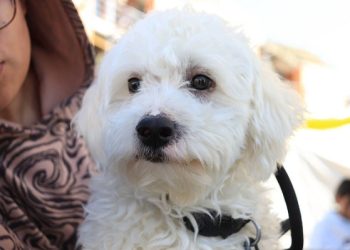 Gobierno de Pepe Chedraui realiza jornadas de bienestar animal