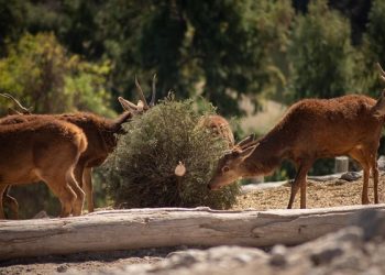 Concluye Verde Navidad con reciclaje de árboles