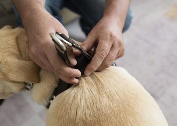 Investigan sacrificio de 10 mil perros en Tecámac