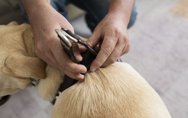 Investigan sacrificio de 10 mil perros en Tecámac