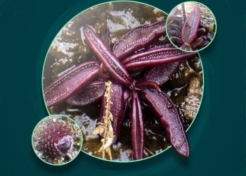Investigadores BUAP descubren nueva especie de planta carnívora