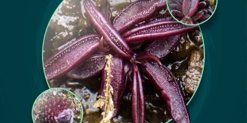 Investigadores BUAP descubren nueva especie de planta carnívora