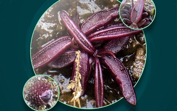 Investigadores BUAP descubren nueva especie de planta carnívora
