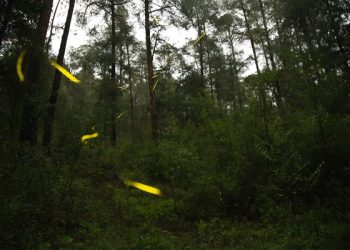 Descubre a las luciérnagas en Tlahuapan