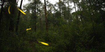 Descubre a las luciérnagas en Tlahuapan