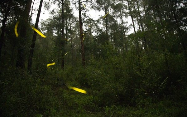 Descubre a las luciérnagas en Tlahuapan