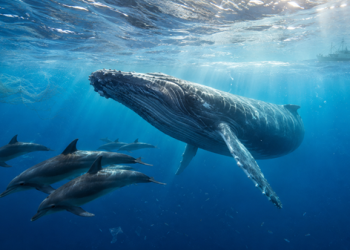 Alertan por extinción de ballenas y delfines