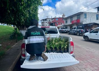 Asegura Profepa 171 plantas en Huauchinango