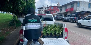 Asegura Profepa 171 plantas en Huauchinango