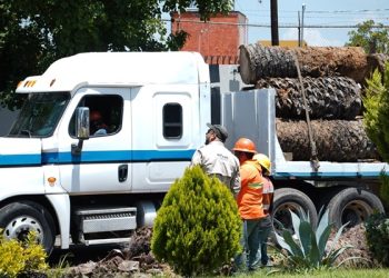Convierten palmeras en refugios para aves