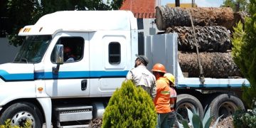 Convierten palmeras en refugios para aves