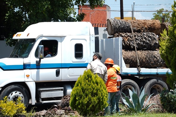 Convierten palmeras en refugios para aves