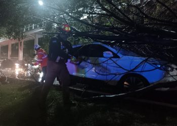 Derriban lluvias cuatro árboles en Puebla capital
