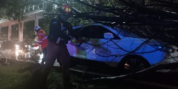 Derriban lluvias cuatro árboles en Puebla capital