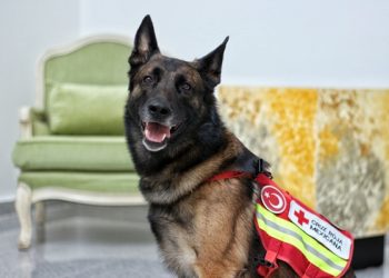 Retiran a Rex, perro rescatista, tras nueve años de servicio